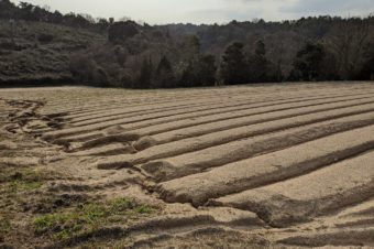 やるしかない！　山口産ごま作りを決意