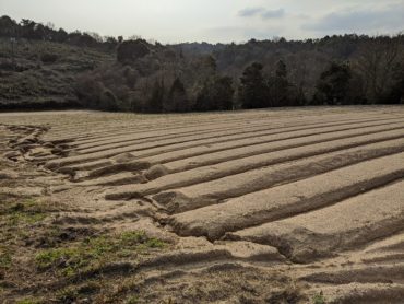 やるしかない！　山口産ごま作りを決意